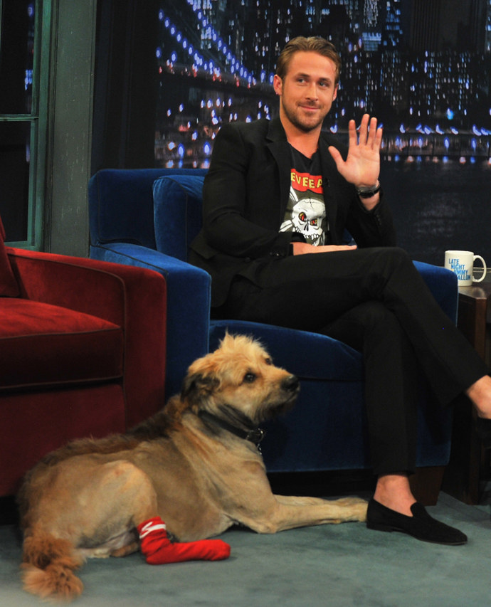 Ryan Gosling a George

Ryan Gosling měl voríška jménem George. Přišel o něj v roce 2016, ale dodnes na něj vzpomíná. Ryan nosí jeho psí známku na krku a má ho i na tričku. Vždy ho doprovázel na natáčení a když po něm chtěl nějaký povel, musel ho přesvědčit, že je to v jeho nejlepším zájmu. Při povelu "sedni" si George nikdy jen tak nesedl. Ryan mu prý musel říct „Hele kámo, v tomhle autě budeme sedět další tři hodiny, nebylo by pohodlnější si třeba sednout?“ 

