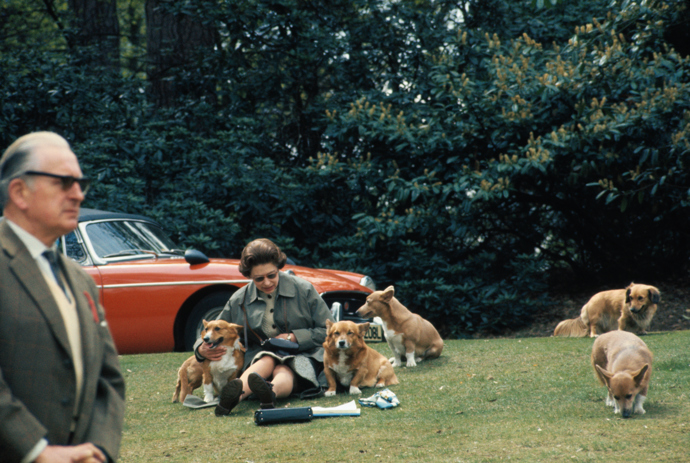 Britská královna je velká milovnice psů. Už od mala má ráda rasu corgi a za dobu, co je na trůnu, jich vlastnila přes 30. V roce 2007 měla pět pejsků corgi jeménem Monty, Emma, Linnet, Willow a Holly, pět kokr španělů jménem Bisto, Oxo, Flash, Spick a Span a 4 psi rasy dorgi (mix jezevčíka a corgiho). Ti se jmenovali Cider, Berry, Vulcan a Candy. Jaký asi mají život královští psi? Myslíte, že spí s královnou v posteli?
