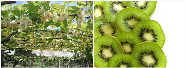 Kiwi
