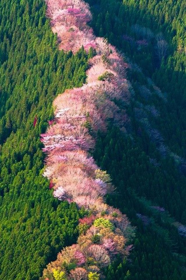 nara