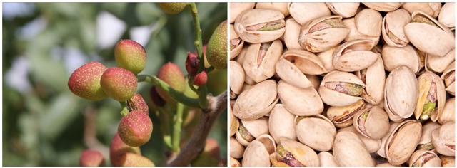 Pistacie
