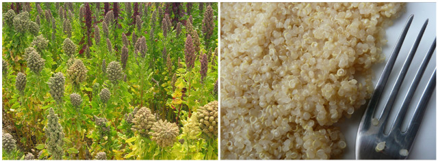 Quinoa