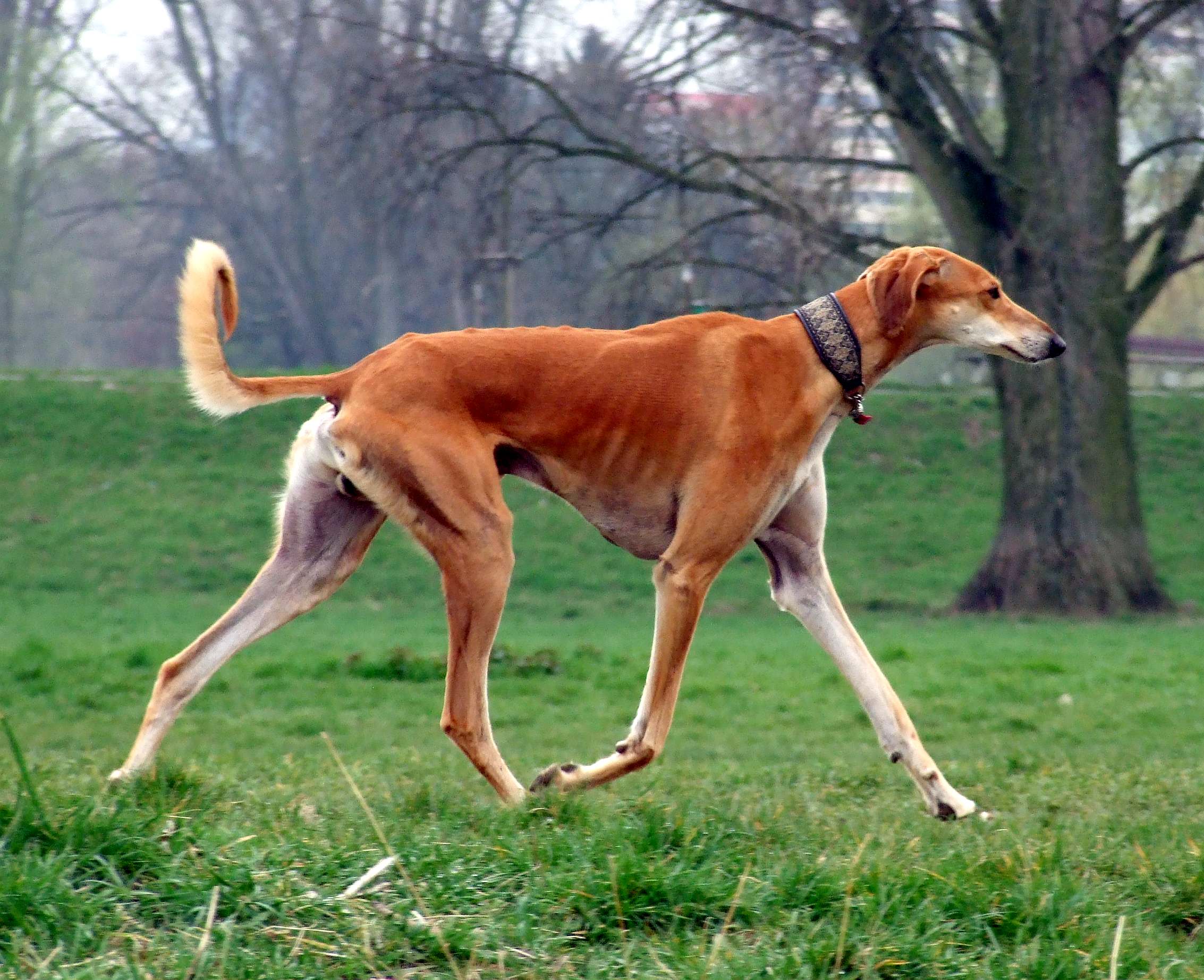 Red_Smooth_Saluki_copy