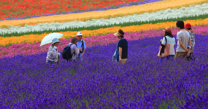 Japonsko, Hokkaido

Barevná květinová pole na farmě Tomita jsou vyhledávanou turistickou atrakcí. 

 
