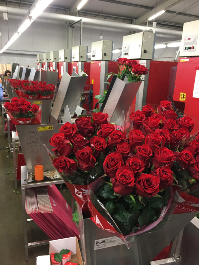 Růže od Arend Roses
A jak proces pěstování funguje? Když je teplo a květy už jsou hodně otevřené, sbírají se až dvakrát denně (364 dní v roce, volno mají zaměstnanci pouze 1. ledna). Po seříznutí se postaví do speciální vody a po čtyřech hodinách jsou přemístěny do lednice, kde zůstanou až do 7. hodiny ranní a poté jsou zaměstnankyněmi jedna podruhé přidávány do stroje, který je fotí a rozděluje podle velikosti květů a stonků do různých sekcí, kde probíhá balení.
Růže od Arend Roses
A jak proces pěstování funguje? Když je teplo a květy už jsou hodně otevřené, sbírají se až dvakrát denně (364 dní v roce, volno mají zaměstnanci pouze 1. ledna). Po seříznutí se postaví do speciální vody a po čtyřech hodinách jsou přemístěny do lednice, kde zůstanou až do 7. hodiny ranní a poté jsou zaměstnankyněmi jedna podruhé přidávány do stroje, který je fotí a rozděluje podle velikosti květů a stonků do různých sekcí, kde probíhá balení.