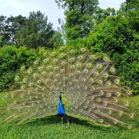 Zámecká fauna