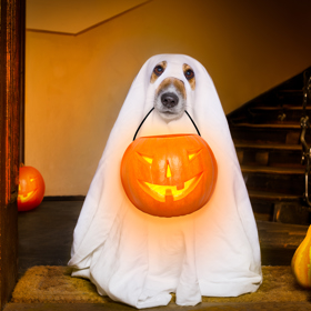 Vymyslete si halloweenský kostým. Že se na žádnou party nechystáte? Uspořádejte jednu doma pro své přátele!
