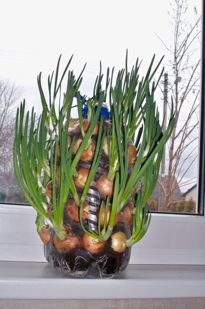 Tohle je způsob, který stoprocentně funguje a postará se vám o zelenou nať do polévky a salátů i v zimě! Jestli vám naklíčila cibule, nevyhazujte ji, ale rychle s ní do lahve a na okno! Foto: Auntiedogmasgardenspot.wordpress.com
