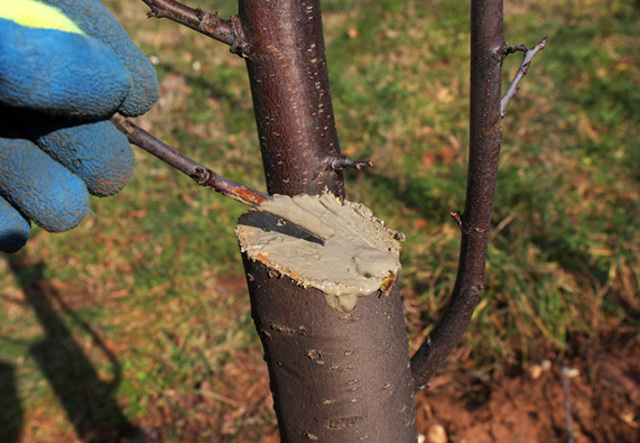 Nová místa po odřezu ošetřete až přes okraj pomocí sadařského balzámu. Pokud je správně rozetřen po celé ploše, působí jako náplast.
