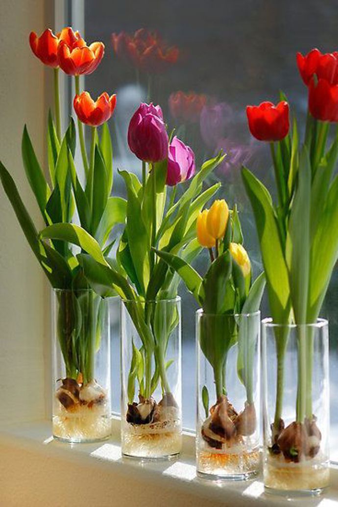 Nemáte žádnou hezkou vázu? Vezměte čtyři obyčejné skleničky. Na zahrádce šetrně vyrýpněte čtyři nakvetené tulipány i s cibulkami, opatrně je propláchněte pod vodou a vložte do sklenic. Je to jednoduché, že? Foto: Beesdiy.com
