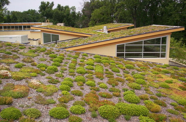 Se zelenými střechami mají zkušenosti hlavně města s horkým klimatem, takto například vypadá střecha komunitního centra Walter Reed v americkém Arlingtonu. Foto: greenroofs.com 
