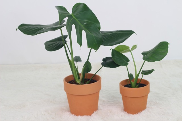 Monstera, oblíbená pokojovka, pochází z temných podrostů pralesů. Nepotřebuje moc světla, ale zato chce pravidelnou zálivku. Můžete jí mít celý rok doma, ale letnění venku jí prospěje, pokud zvolíte stinné a vlhké místo.
