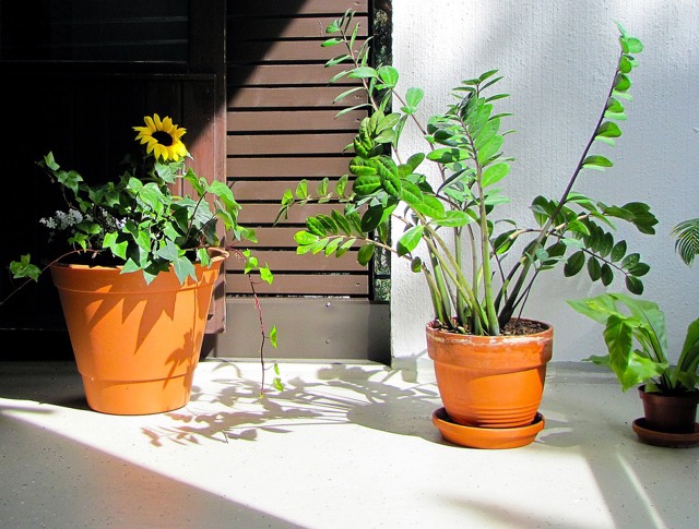 Zamioculcas (vpravo) se vyjímá ve vyšších nádobách a aby vynikl, potřebuje prostor. 
 
