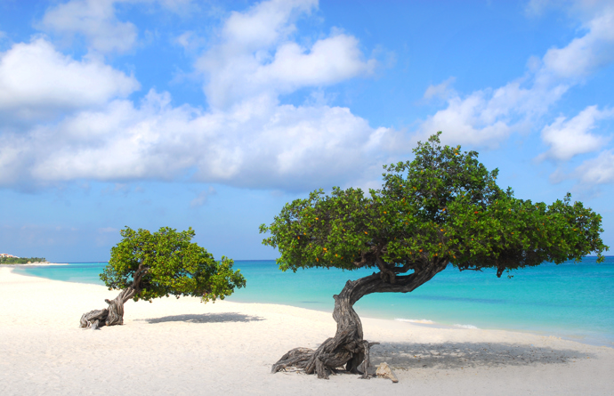 Eagle Beach je karibská pláž s bělostným pískem na ostrově Aruba.
Eagle Beach je karibská pláž s bělostným pískem na ostrově Aruba.