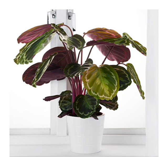 Calathea nemá ráda sucho a přímé slunce. 
