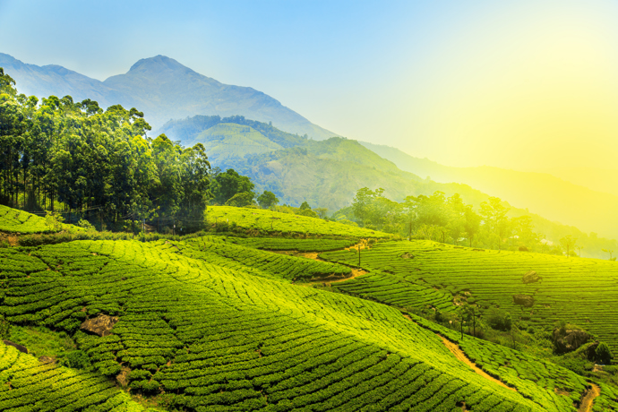 18. Kerala, Indie

95% meziroční nárůst

Pro mnoho cestovatelů je Kerala nejkrásnějším státem Indie. Díky pobřeží lemovanému palmami, kávovým a čajovým plantážím a nádherným výhledem na Arabské moře je tato oblast oázou klidu v jinak velmi rušné zemi. 
