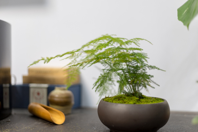 asparagus fern