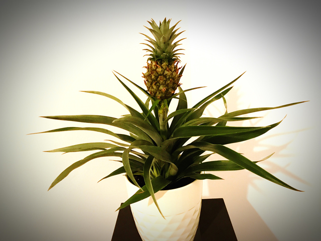 ananas comosus 