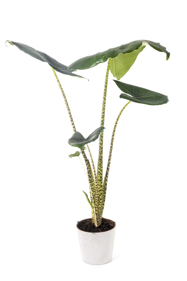 Alocasia zebrina