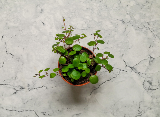 peperomia pepperspot