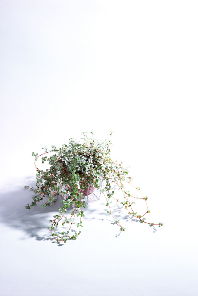 Muehlenbeckia complexa 
