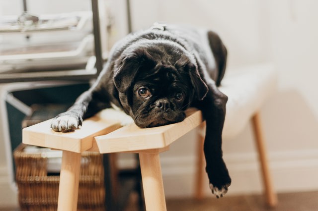 Lazy dog