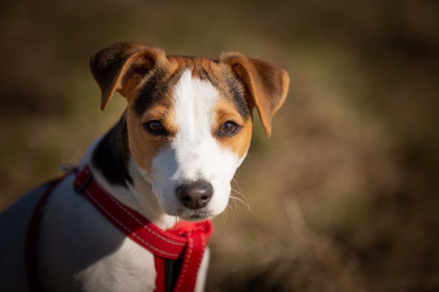 Jack Russel Teriér