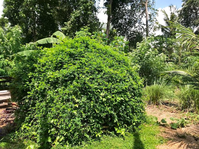 Galerie: Dům na Bali Galerie: Dům na Bali