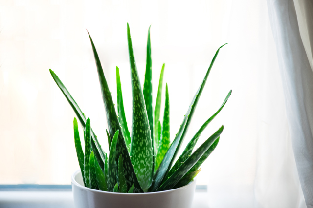 Aloe