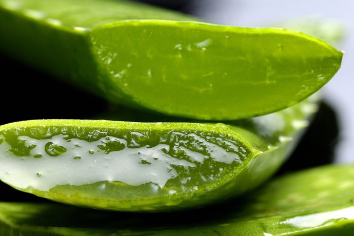 Aloe vera patří pro své blahodárné účinky mezi celosvětově nejoblíbenější rostliny. Kromě využití v kosmetice díky svým zklidňujícím účinkům, oceníte její účinky také při detoxu. Má totiž silné antioxidační účinky a pomáhá také s trávením. Usnadňuje očisťovací procesy v těle, navíc pomáhá také s posilováním imunity.
