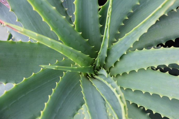 Aloe vera je také oblíbenou pokojovou rostlinou.
