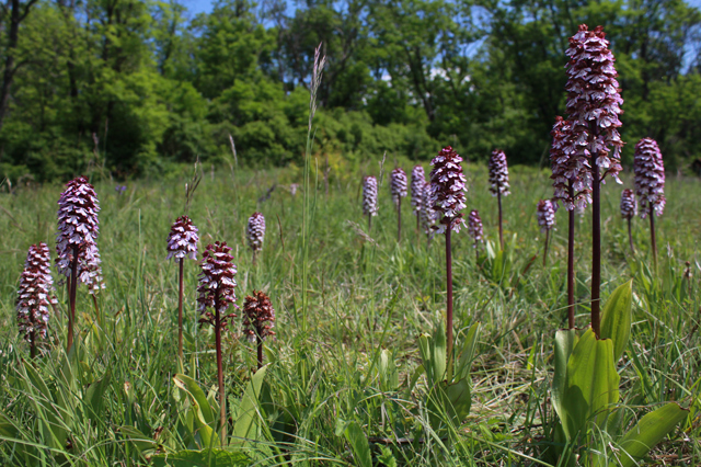 orchideje
