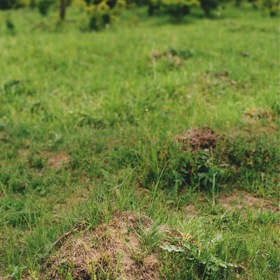 Bez obydlí mravenců rodu Myrmica se modrásci neobejdou
