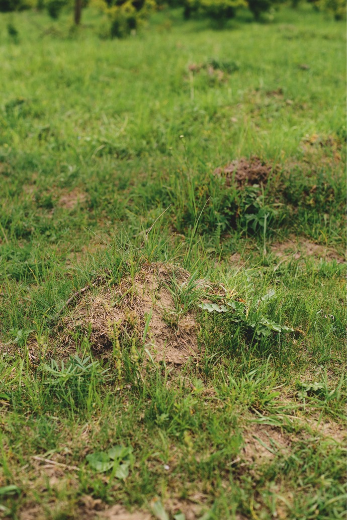 Bez obydlí mravenců rodu Myrmica se modrásci neobejdou
