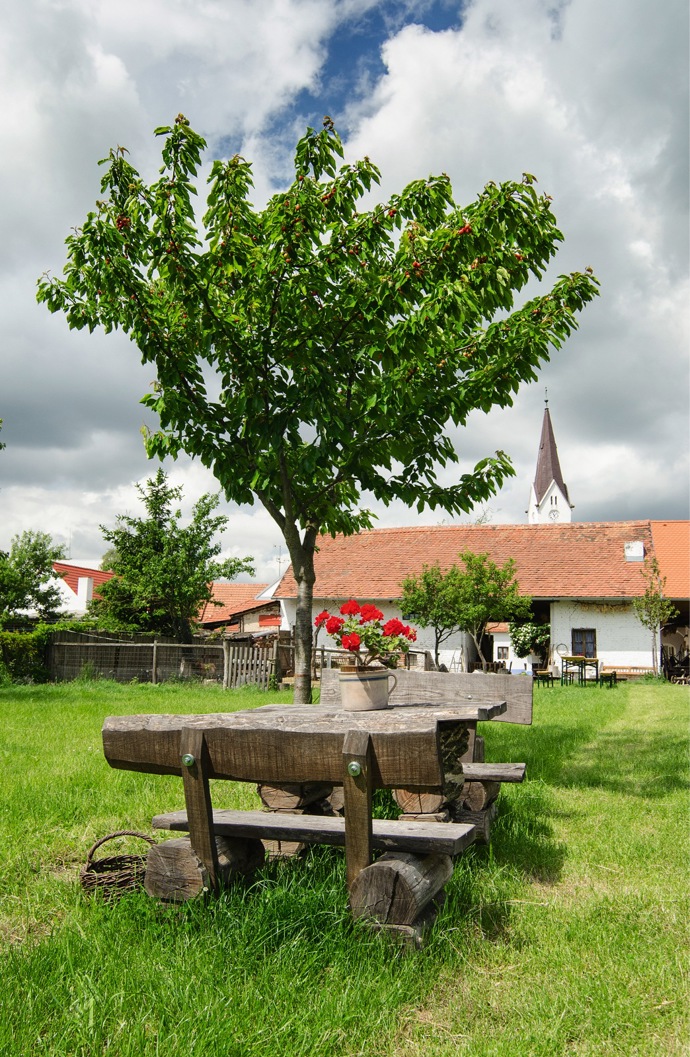 Třešně si můžete trhat přímo ze stromů
Třešně si můžete trhat přímo ze stromů