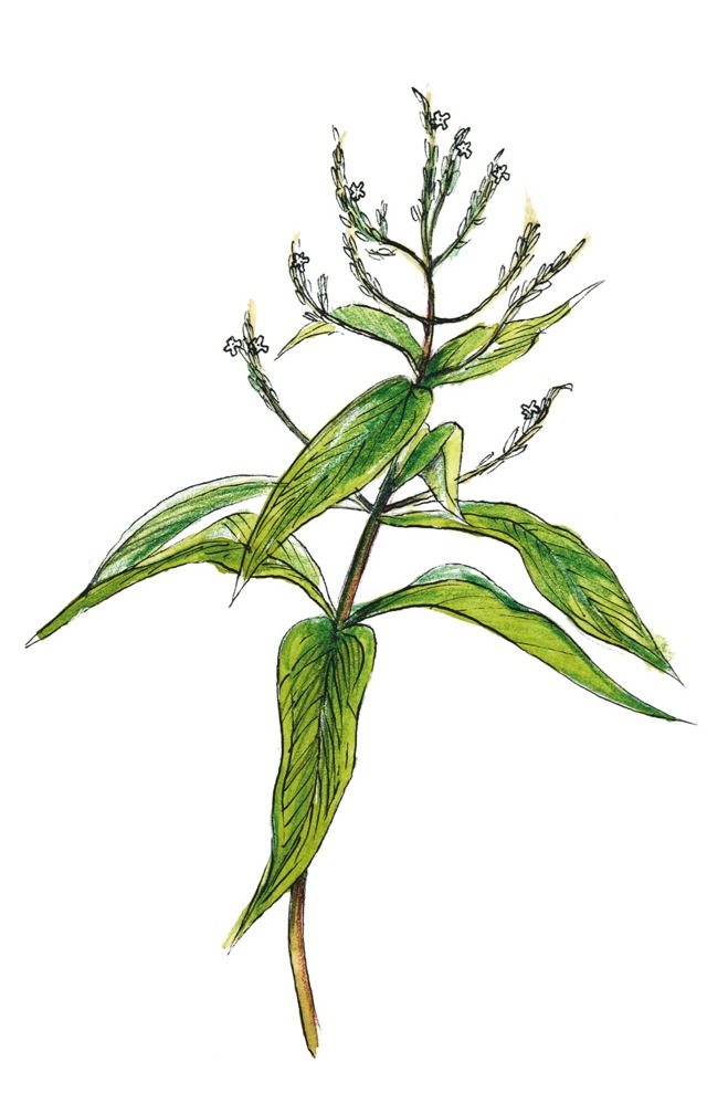 Aloysie trojlistá, Aloysia triphylla
