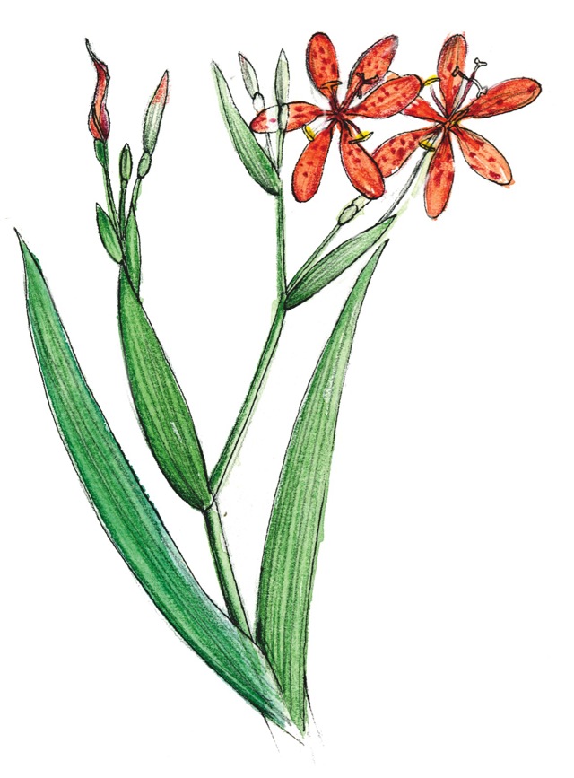 Anginovník čínský (Belacanda chinensis
