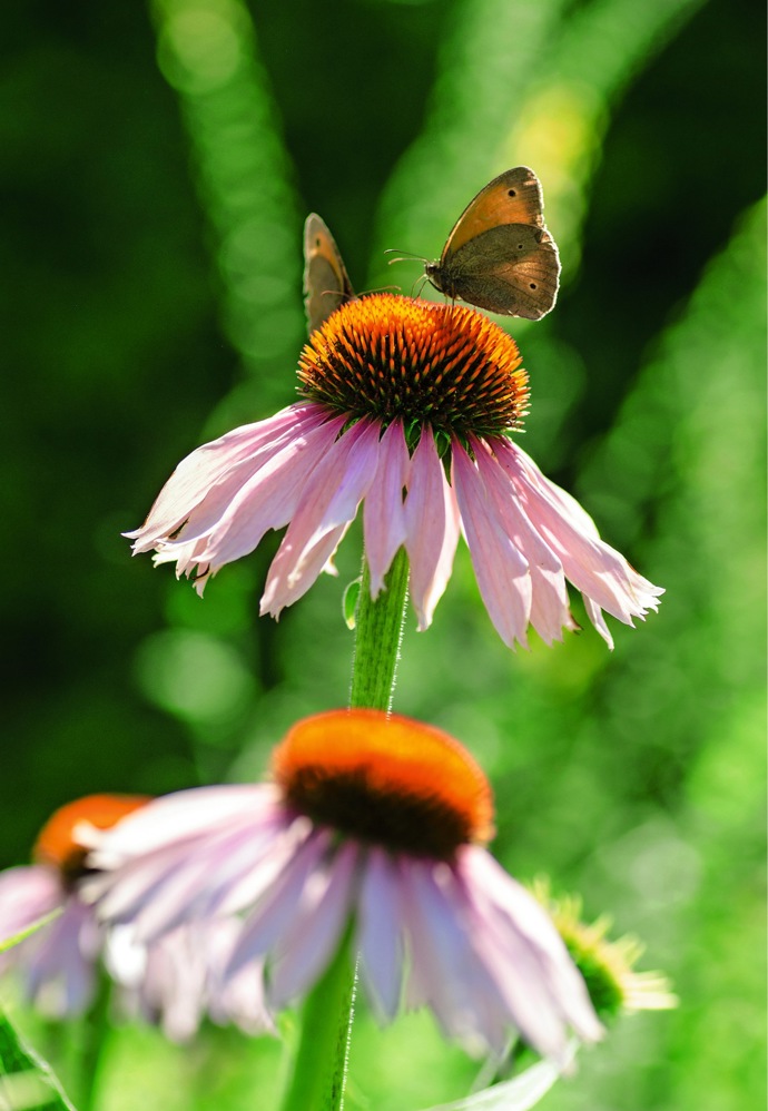Užitečná léčivka Echinacea
Užitečná léčivka Echinacea