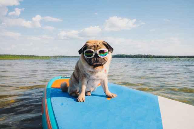 Paddleboard
