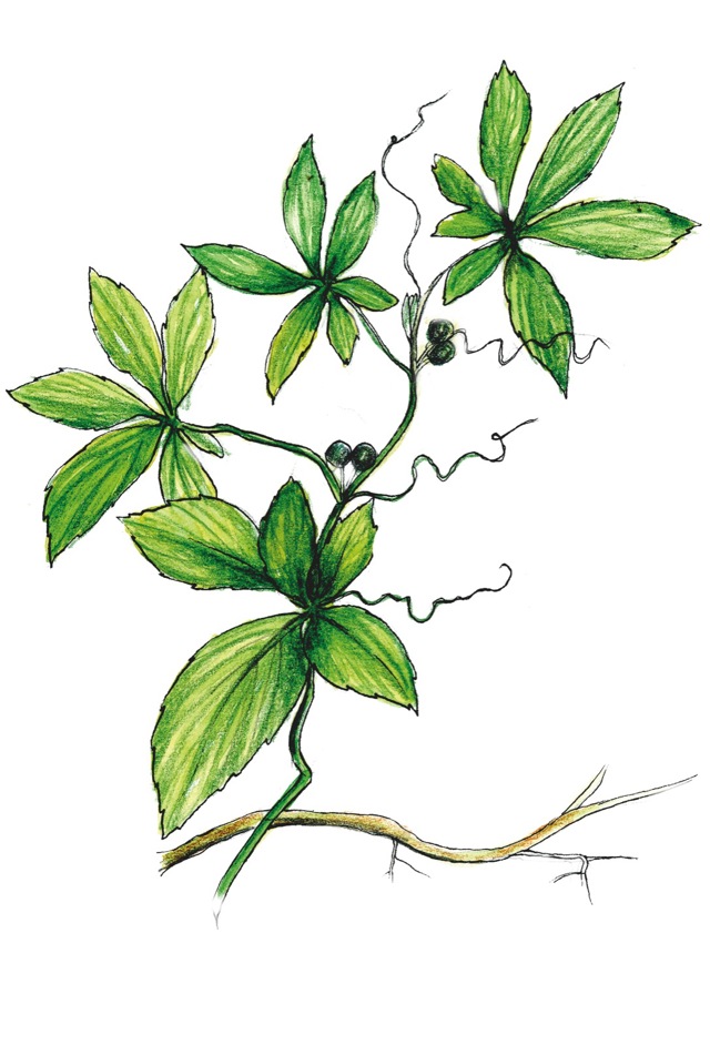 Ganostema pětilistá, Gynostemma pentaphyllum
