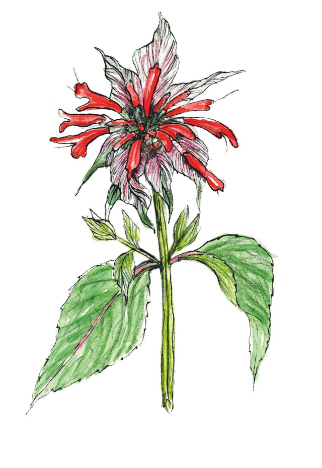Zavinutka podvojná, Monarda didyma
