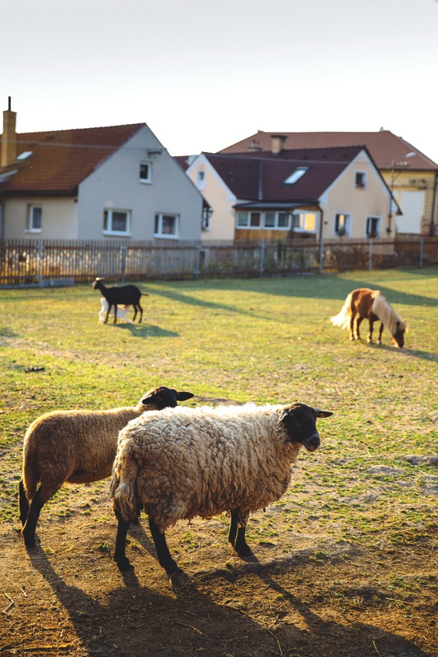 Děti tu mohou nejen pozorovat, ale také pohladit si ovečky či kozy
Děti tu mohou nejen pozorovat, ale také pohladit si ovečky či kozy