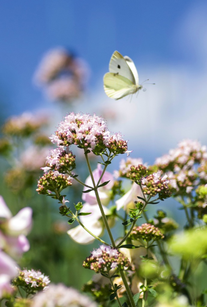 Růžově kvetoucí oregano láká nejen motýly
Růžově kvetoucí oregano láká nejen motýly