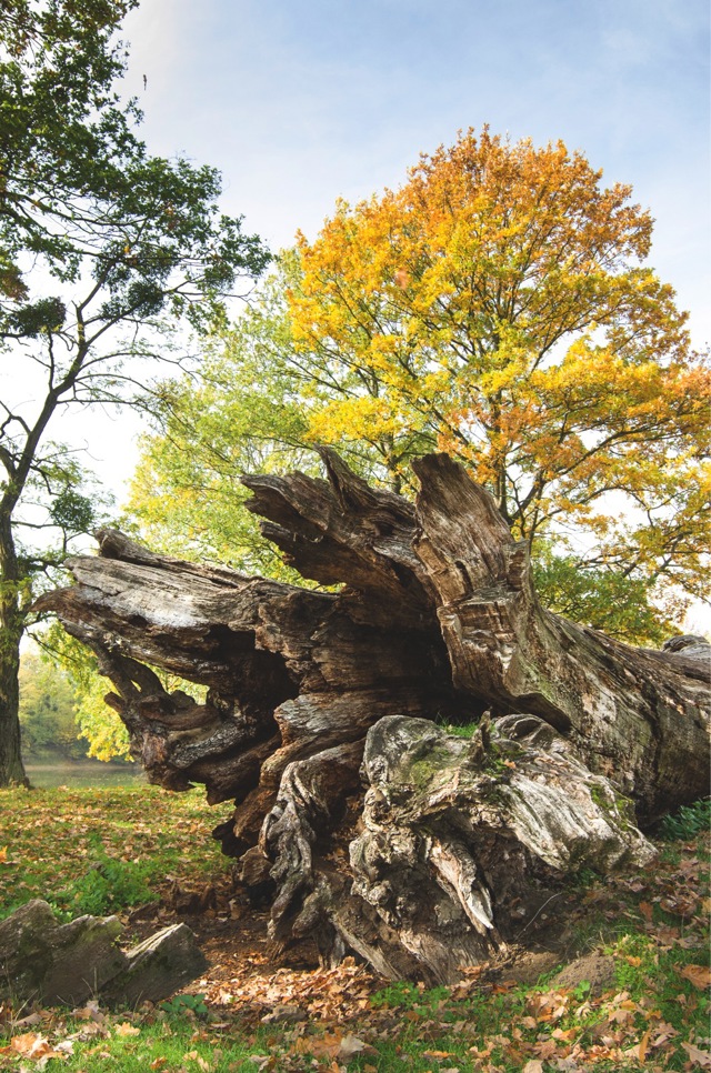 Dub Křemelák, který podlehl gravitaci
