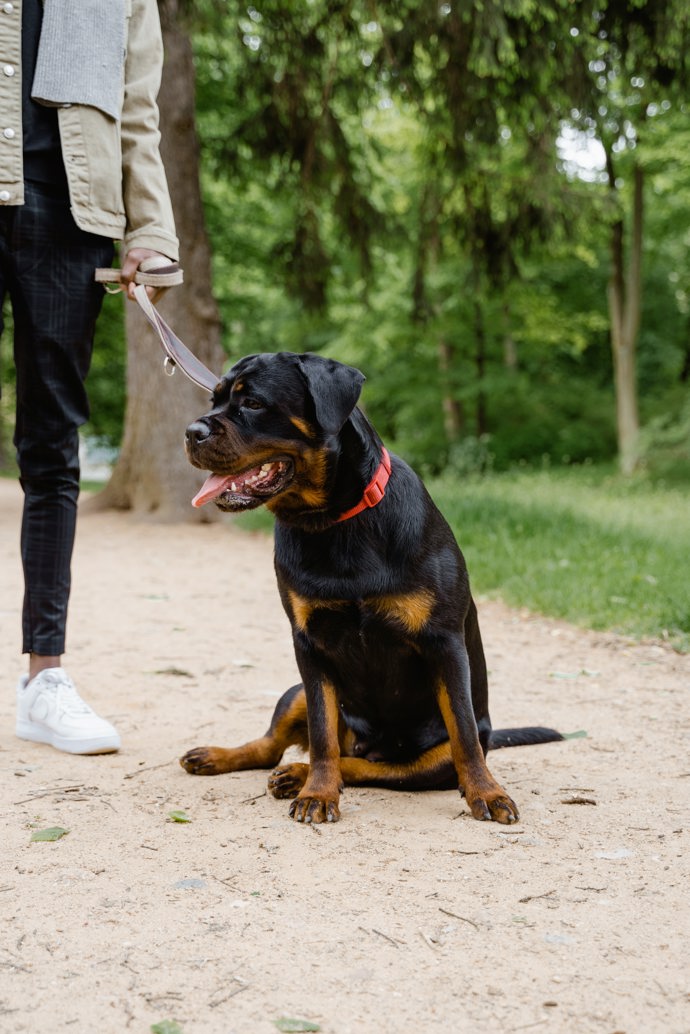 rotvajler

Toto plemeno pochází z Německa a v minulosti jej využívali řezníci k tahání vozů poraženého masa a k hlídání dobytka. Dnes se běžně pohybují v ulicích, dají se totiž pořídit i levně. Záleží však na rodokmenu a jeho cena se může vyšplhat až na 200 tisíc korun.
