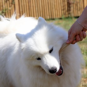 samojed

Tihle chlupáči jsou charakterističtí svou sněhově bílou hustou srstí a úsměvem na jejich tváři. Pochází ze Sibiře, kde byli vyšlechtěni samojedy (lidé, kteří se živili lovem, rybolovem a chovem sobů) k tažení saní a hlídání sobů. Dnes se stávají vzácnými a i proto stojí zhruba 300 tisíc korun.
