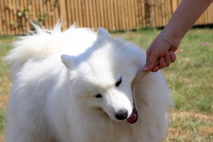 samojed

Tihle chlupáči jsou charakterističtí svou sněhově bílou hustou srstí a úsměvem na jejich tváři. Pochází ze Sibiře, kde byli vyšlechtěni samojedy (lidé, kteří se živili lovem, rybolovem a chovem sobů) k tažení saní a hlídání sobů. Dnes se stávají vzácnými a i proto stojí zhruba 300 tisíc korun.
