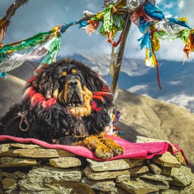 tibetská doga

Nejdražším psem na světě je jednoznačně tibetský mastif, neboli tibetská doga. Jedná se o starobylé plemeno, které je původem z Asie. Charakteristická je pro něj jeho velikost, jelikož je jedním z největších psích plemen na světě (samci váží až 160 kg); dále srst kolem krku a ramen, která vytváří dojem hřívy; a také pověst, jelikož se tvrdí, že plemeno bylo vyšlechtěno k ochraně zvířecích stád před vlky, levharty a medvědy. V Číně je považované za symbol společenského postavení. Jeho cena se tak pohybuje od 45 tisíc korun až po 50 milionů.
