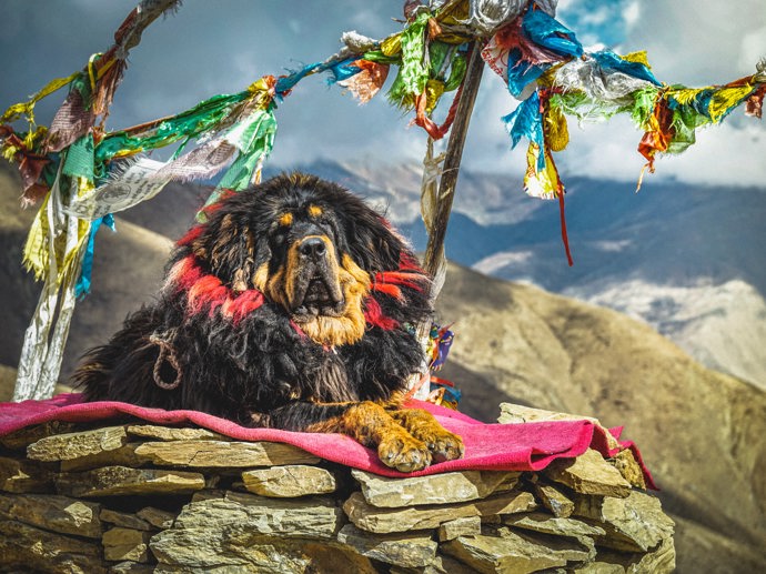 tibetská doga

Nejdražším psem na světě je jednoznačně tibetský mastif, neboli tibetská doga. Jedná se o starobylé plemeno, které je původem z Asie. Charakteristická je pro něj jeho velikost, jelikož je jedním z největších psích plemen na světě (samci váží až 160 kg); dále srst kolem krku a ramen, která vytváří dojem hřívy; a také pověst, jelikož se tvrdí, že plemeno bylo vyšlechtěno k ochraně zvířecích stád před vlky, levharty a medvědy. V Číně je považované za symbol společenského postavení. Jeho cena se tak pohybuje od 45 tisíc korun až po 50 milionů.
