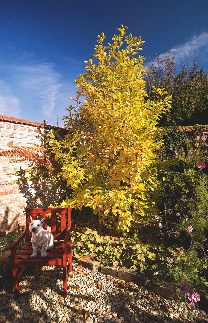 Žlutou barvou zářící sakura Žlutou barvou zářící sakura